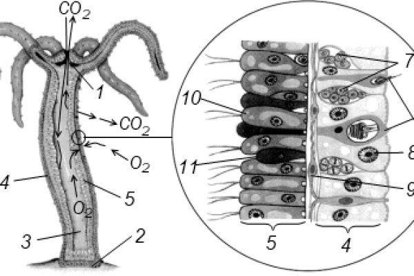 Kraken8.at